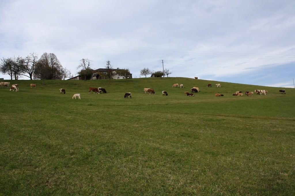 [Translate to Französisch:] Kühe auf der Weide
